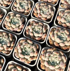 Echeveria Bianca rosette succulents in black trays, pale gray-green leaves with red tips