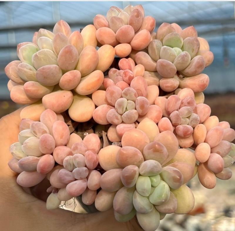 Peach and pale green echeveria succulent rosette in a pot, dense clustered leaves