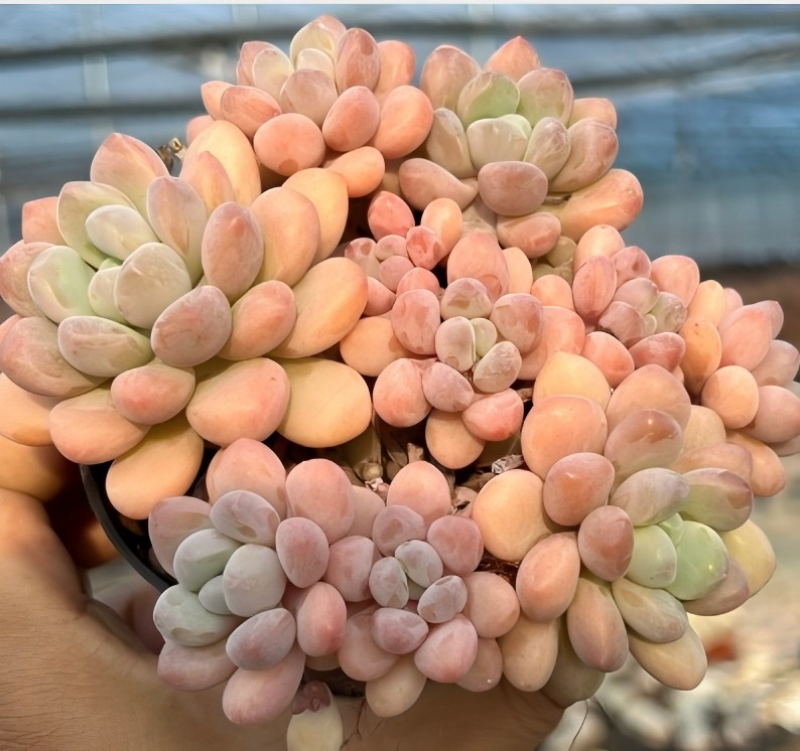 Dense echeveria succulent rosette with peach, cream, and soft green leaves in pot