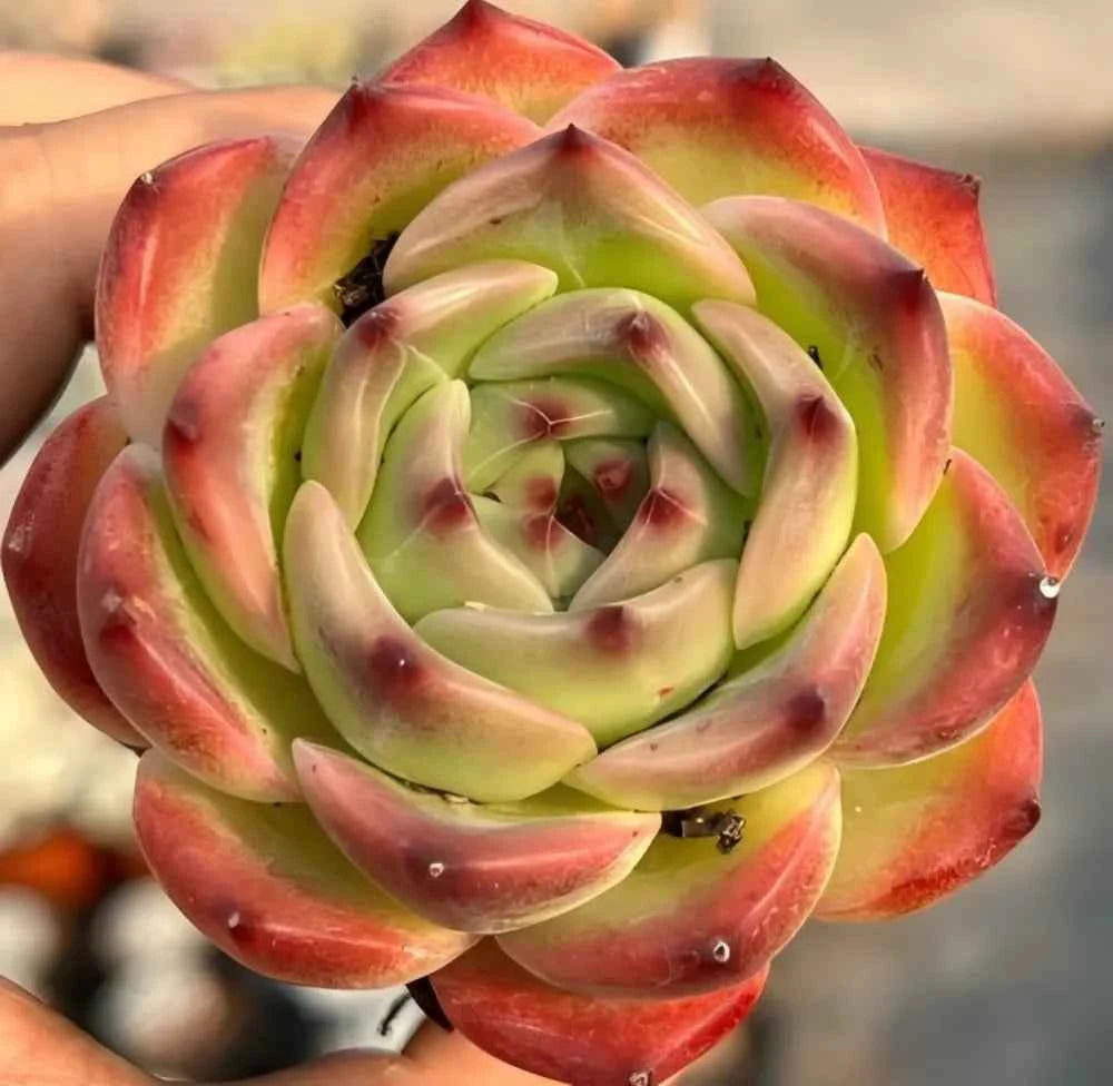 Echeveria Caesar rosette succulent, layered green leaves with red outer edges