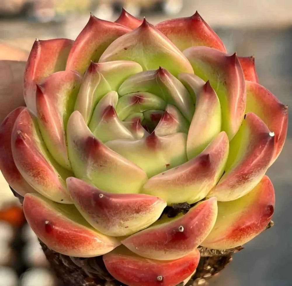 Echeveria Caesar rosette succulent, tight spiral of green and red-tipped leaves
