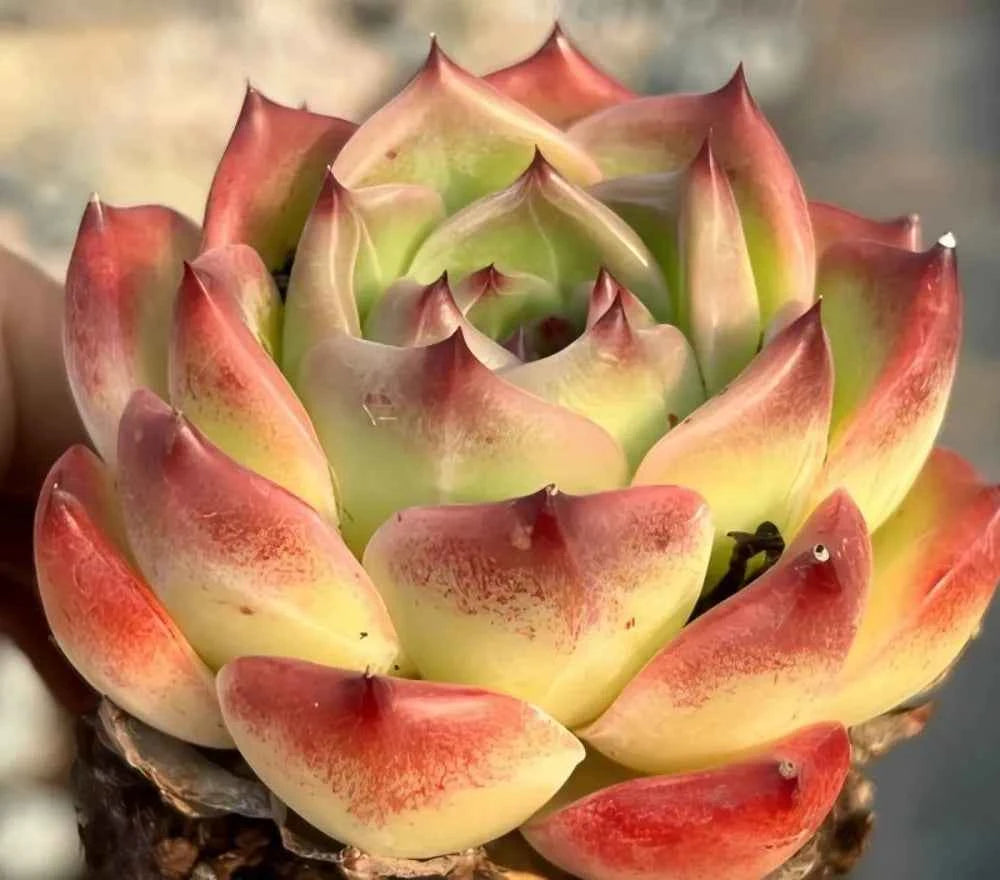 Echeveria Caesar rosette succulent with red tips and pale green inner leaves