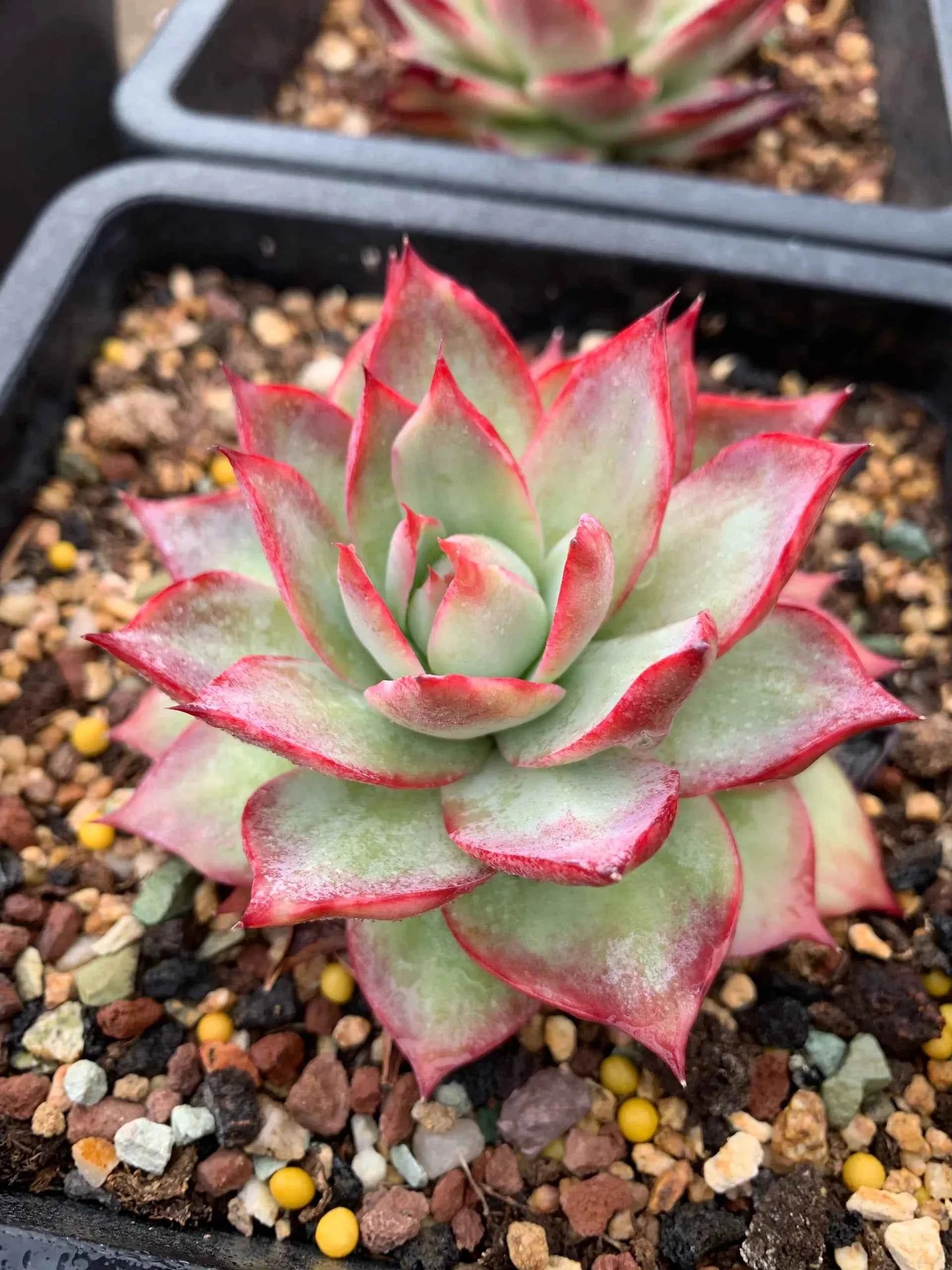 Green and pink succulent rosette plant with pointed leaves