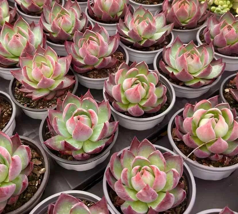 Cassiopeia rosette succulents in small pots, green centers with pink-red edges