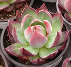 Echeveria Cassiopeia rosette succulent in a pot, green leaves with pink-red tips