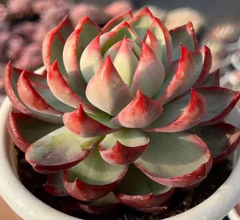 Cassiopeia rosette succulent close-up, pale green leaves with red-pink tips