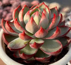 Cassiopeia rosette succulent close-up, pale green leaves with red-pink tips