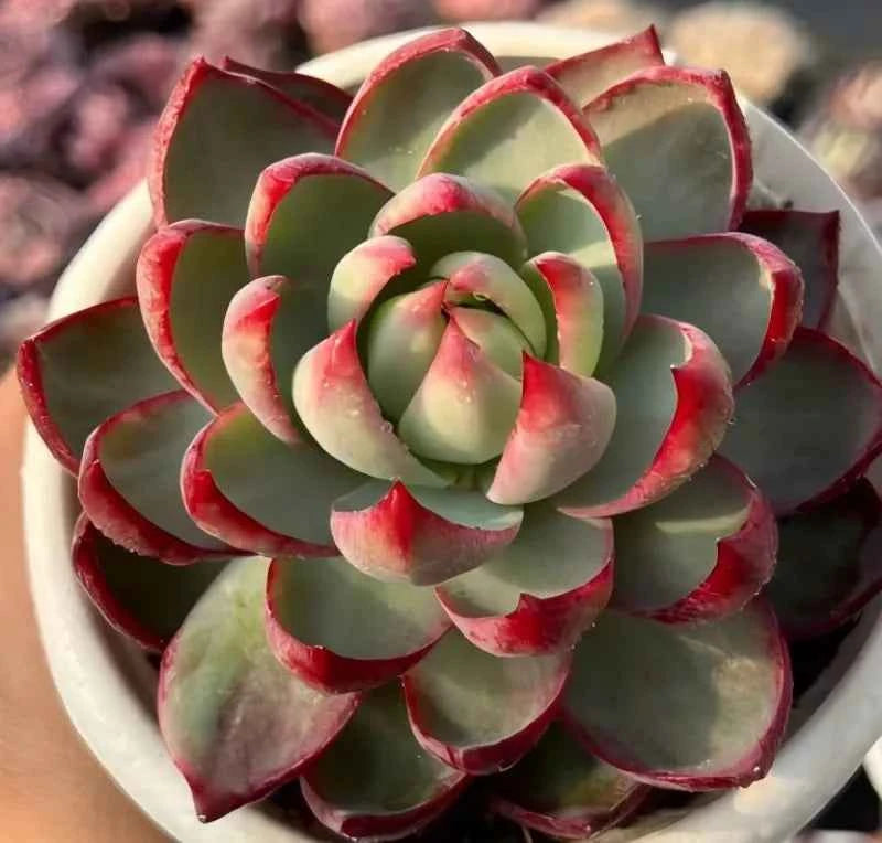 Cassiopeia rosette succulent in a pot, layered leaves with pink-red margins