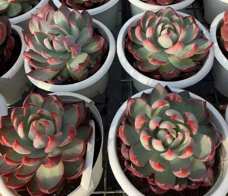 Cassiopeia rosette succulents in white pots, green foliage with pink-red edging