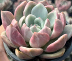 Variegated echeveria succulent rosette with pale green and pink fleshy leaves