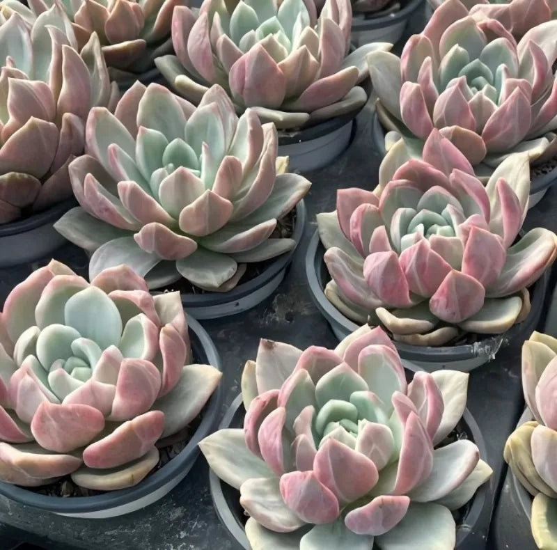 Cluster of variegated echeveria succulents with pale green and pink leaf rosettes