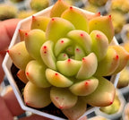 Echeveria succulent rosette close-up in hex tray, lime and yellow leaves with red tips