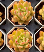 Succulent rosette in white hex planter, peach-yellow outer leaves, red dots