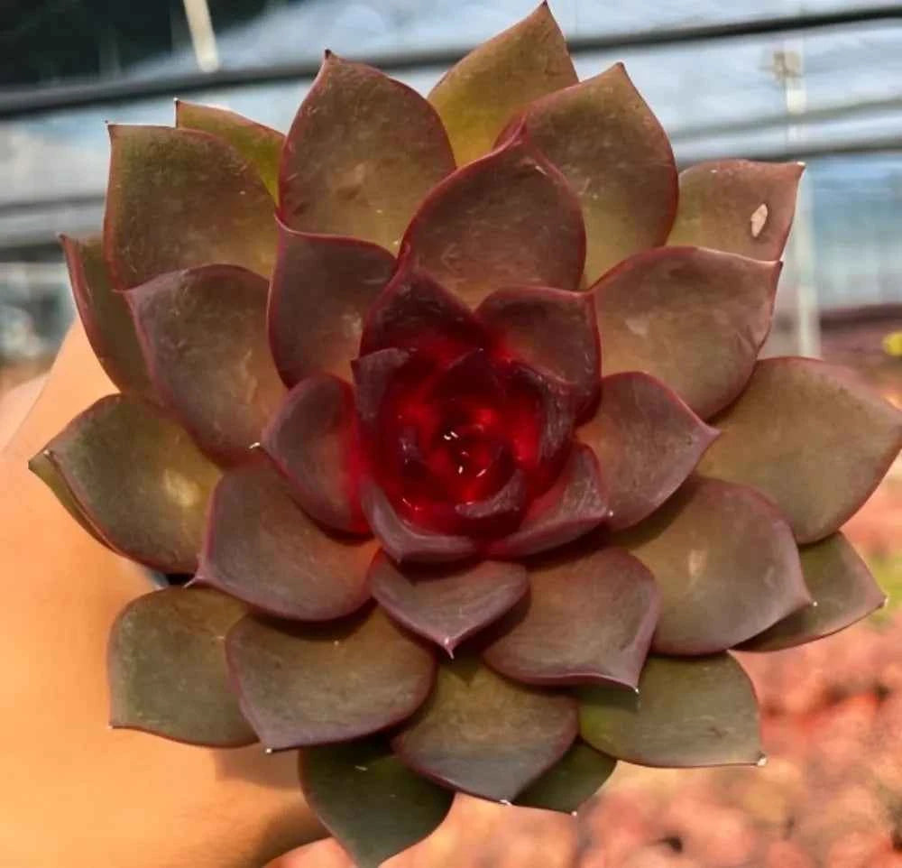 Echeveria rosette with dark maroon and olive leaves, tight layered center.