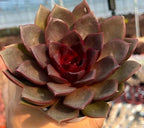 Echeveria rosette with maroon and olive leaves and a deep red inner center.