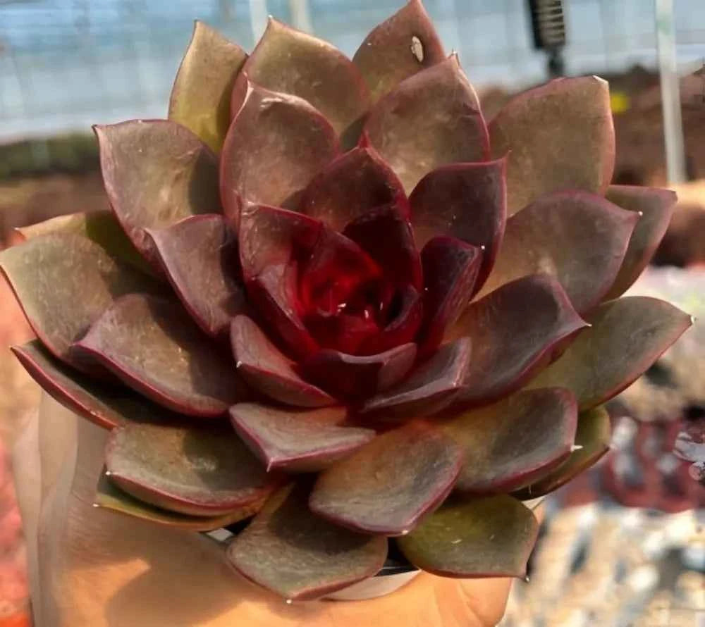 Echeveria rosette with maroon and olive leaves and a deep red inner center.