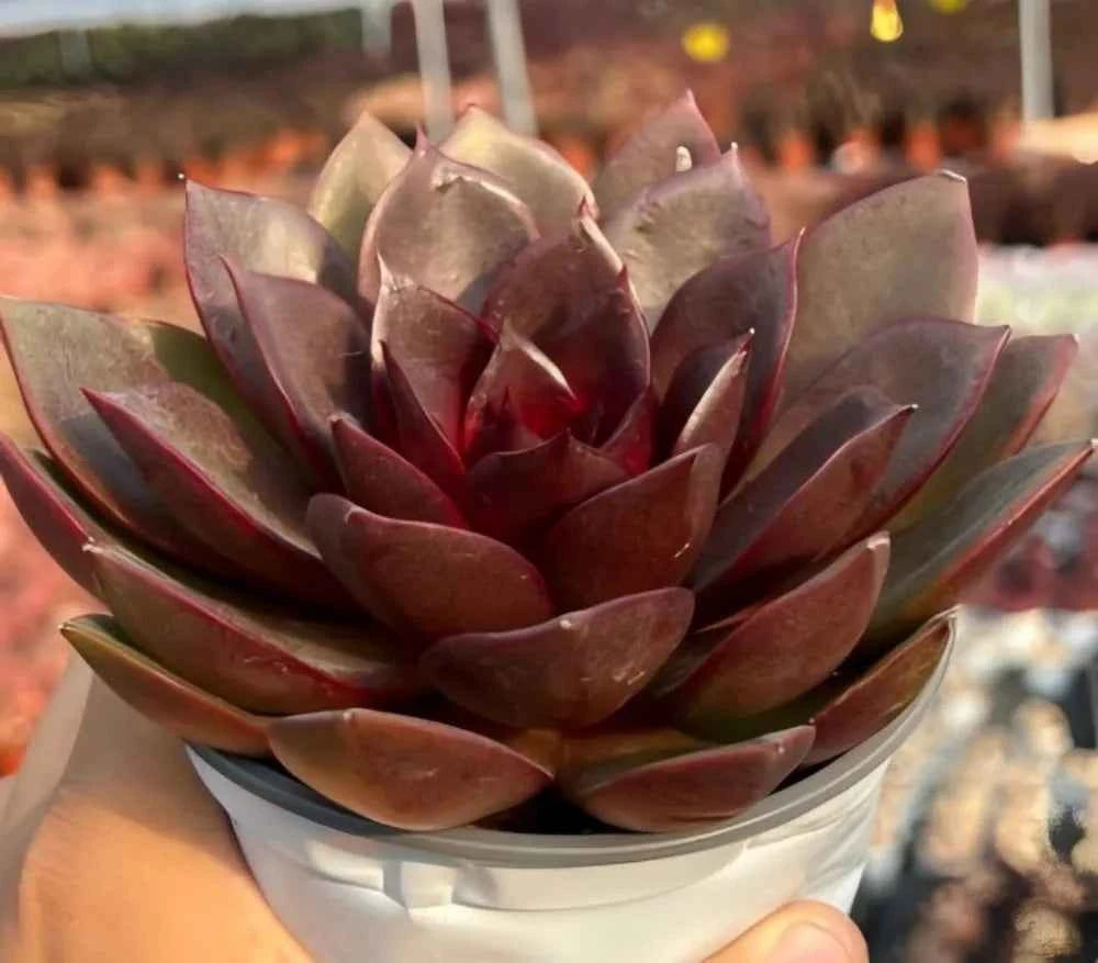 Echeveria rosette in a small pot, maroon outer leaves and red spiral center.