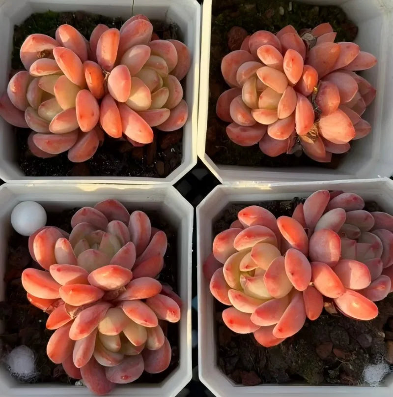 Succulent rosette clusters in hex planters, peach-orange and pale green leaves