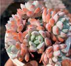 Echeveria succulent cluster with pale green and peach rosette leaves
