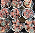 Assorted Echeveria succulent clusters in round pots, pastel green and peach