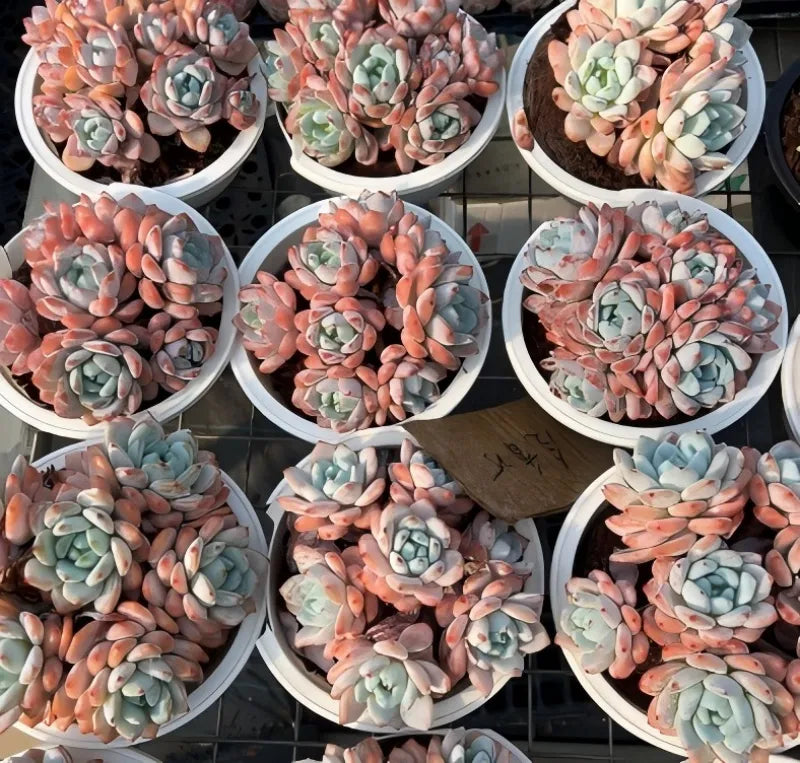 Assorted Echeveria succulent clusters in round pots, pastel green and peach