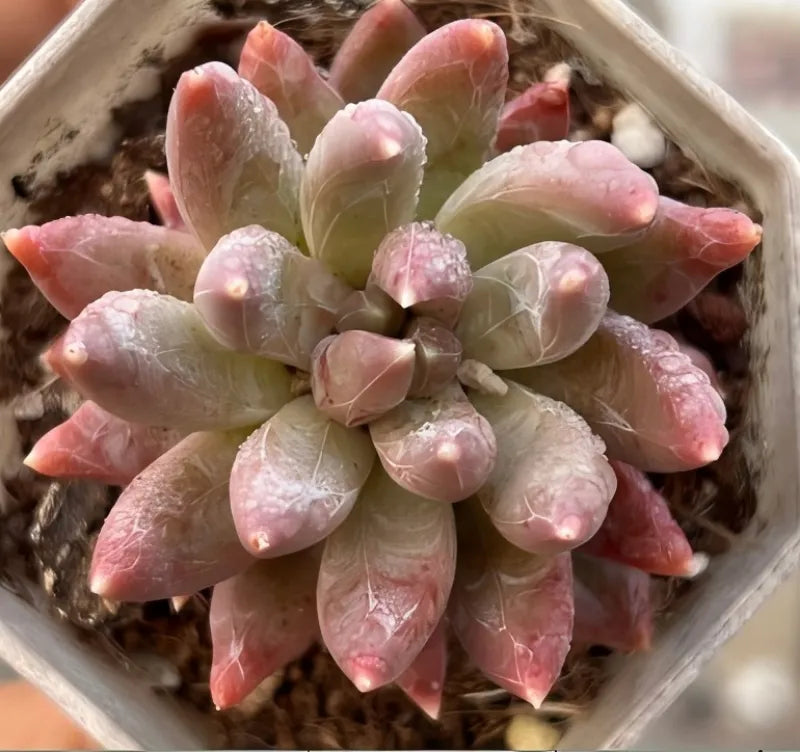 Colorful Star echeveria succulent rosette with pale pink and cream pointed leaves