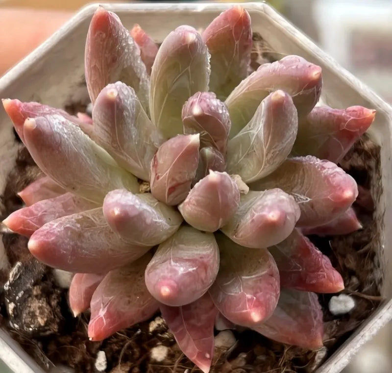 Colorful Star echeveria in pot, tight rosette of pink-edged cream leaves