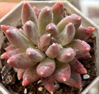 Colorful Star echeveria in pot, tight rosette of pink-edged cream leaves