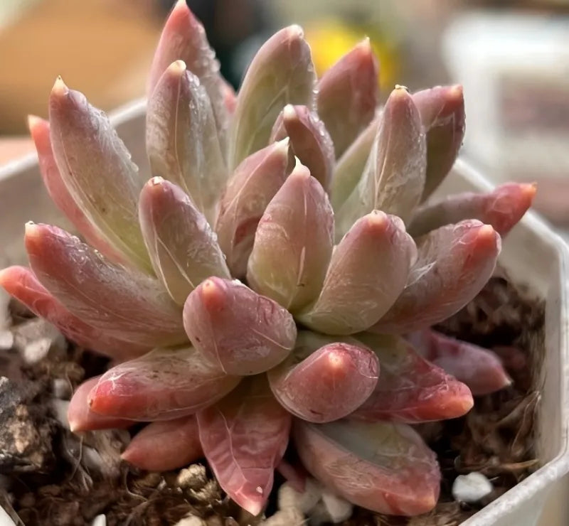 Colorful Star echeveria succulent rosette with upward pink and cream leaves