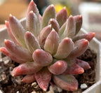 Colorful Star echeveria succulent rosette with upward pink and cream leaves