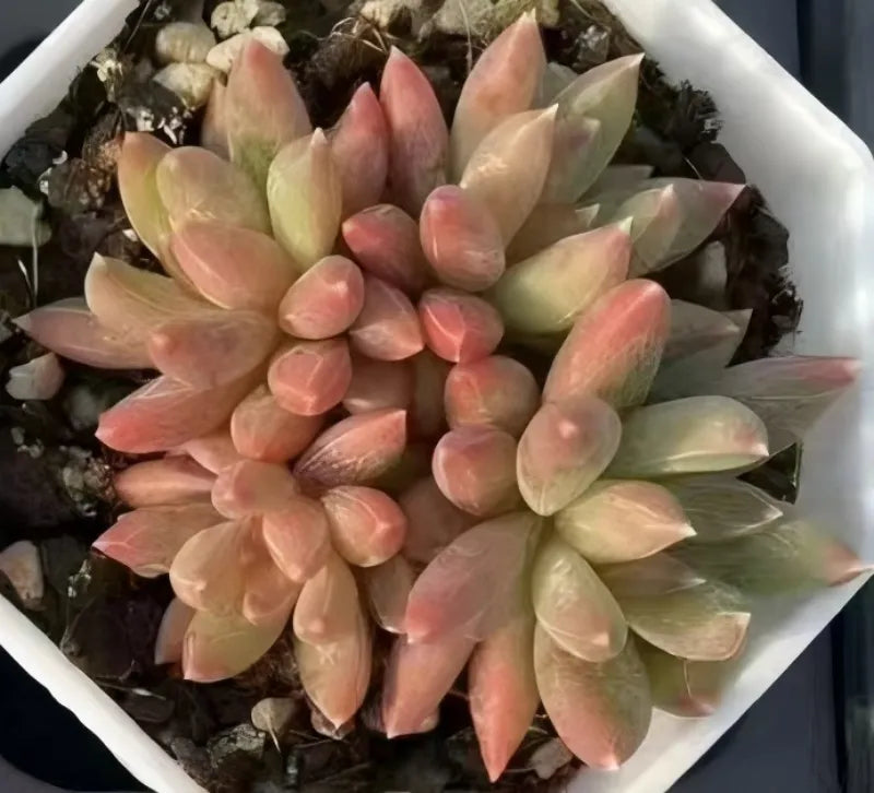 Echeveria star-shaped succulent cluster in pastel pink and pale green rosettes