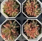 Echeveria succulent rosettes in four white pots, pink and light green