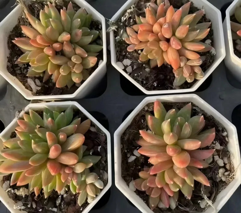 Echeveria succulent rosettes in white pots, peach orange and pale green