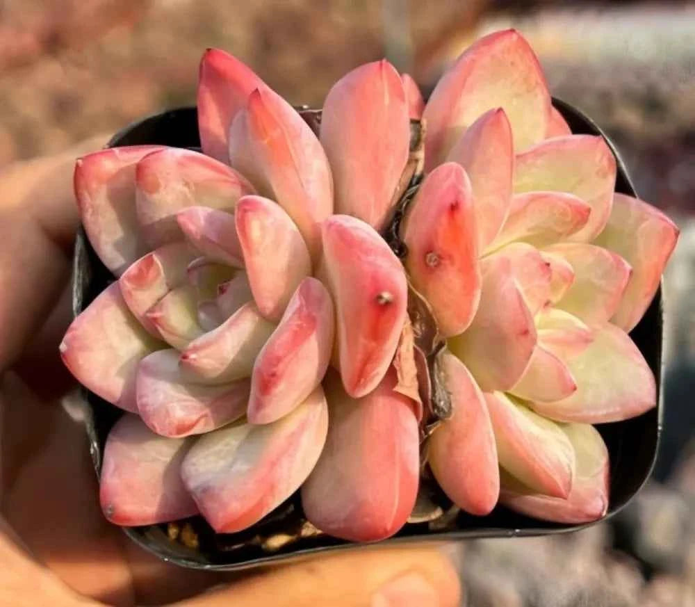 Succulent rosette cluster in black pot; cream, pink, and orange pointed leaves