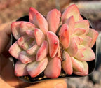 Succulent rosette cluster in black pot; cream, pink, and orange pointed leaves