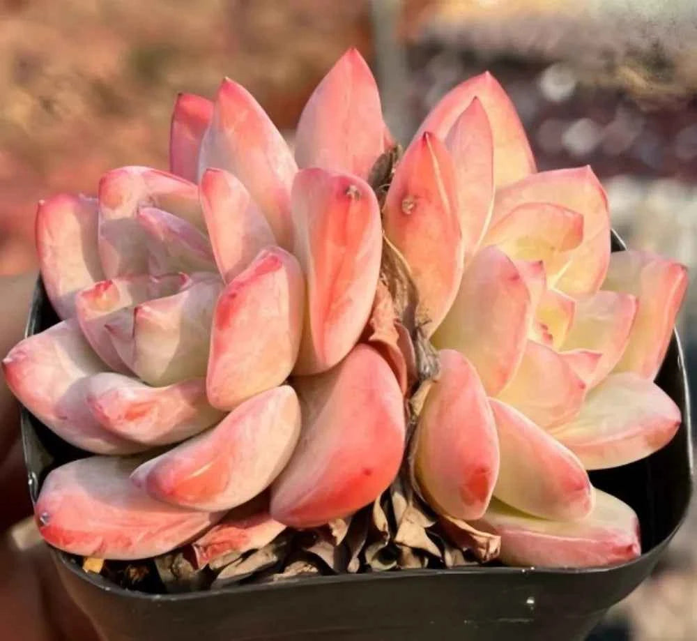 Succulent rosette cluster in black pot with pale cream and bright pink pointed leaves