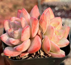 Succulent rosette cluster in black pot with pale cream and bright pink pointed leaves