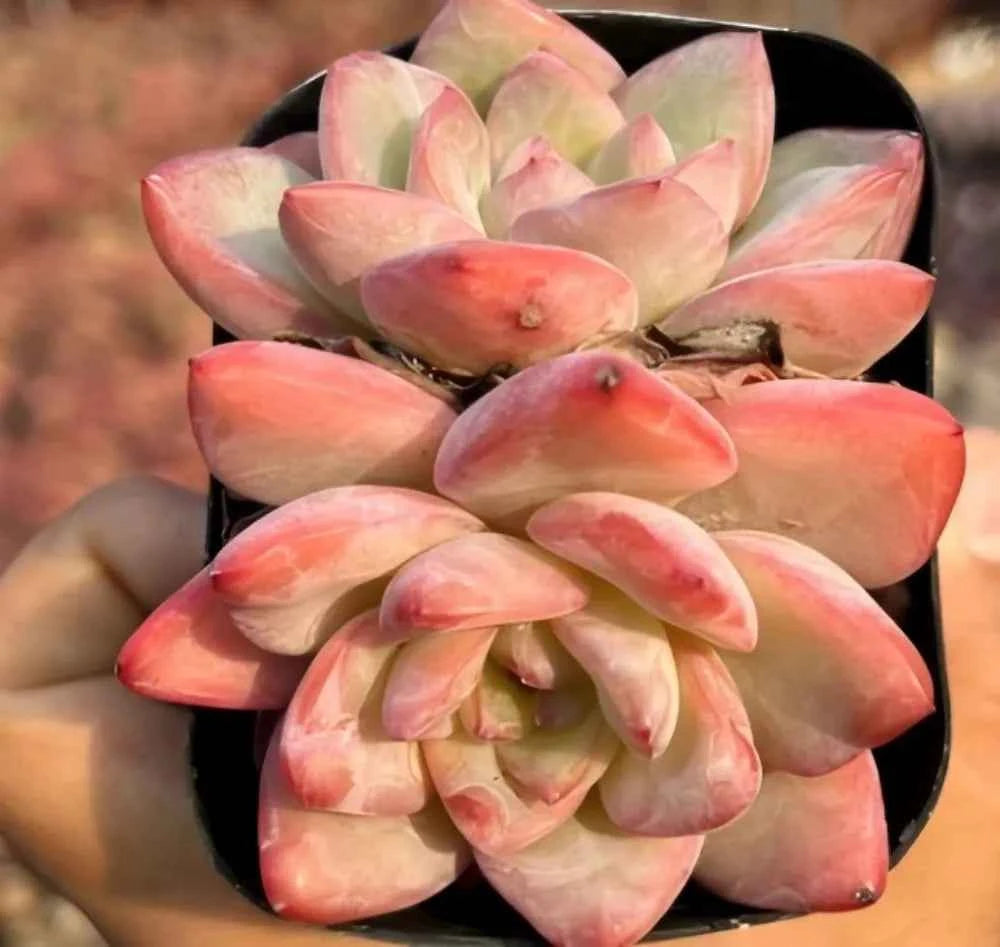 Succulent rosette cluster in black pot; cream and coral pink fleshy leaves