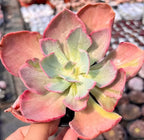 Echeveria succulent rosette with pink-red petals and pale green variegated center