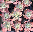 Echeveria succulent rosettes in a tray, pink-red outer leaves with pale green centers