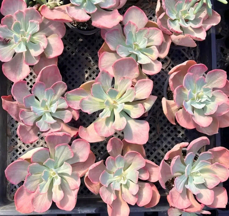 Echeveria succulent rosettes in a tray, pink-red outer leaves with pale green centers