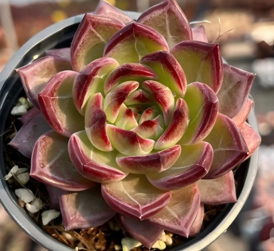Echeveria Daredevil succulent rosette with green center and burgundy-pink leaf tips