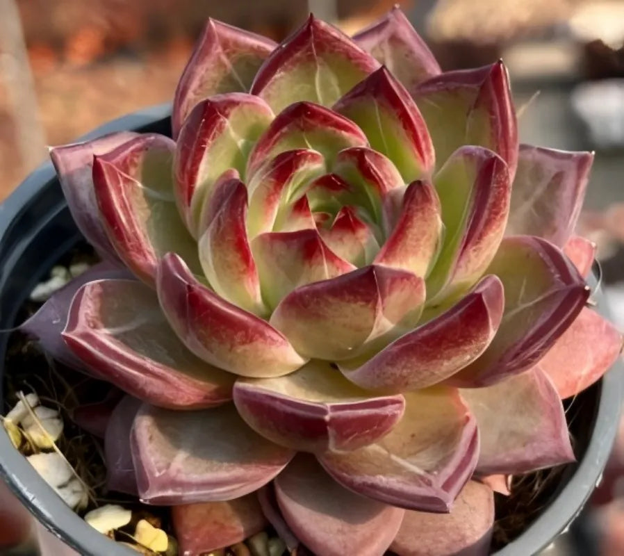 Echeveria Daredevil succulent rosette with layered leaves and pink-red margins