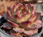 Echeveria Daredevil succulent rosette, pale green leaves with dark pink edges