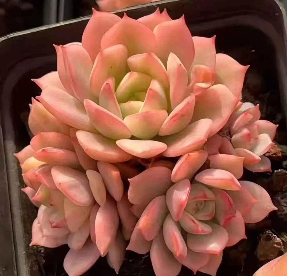 Variegated echeveria cluster with peach-pink rosettes and green centers