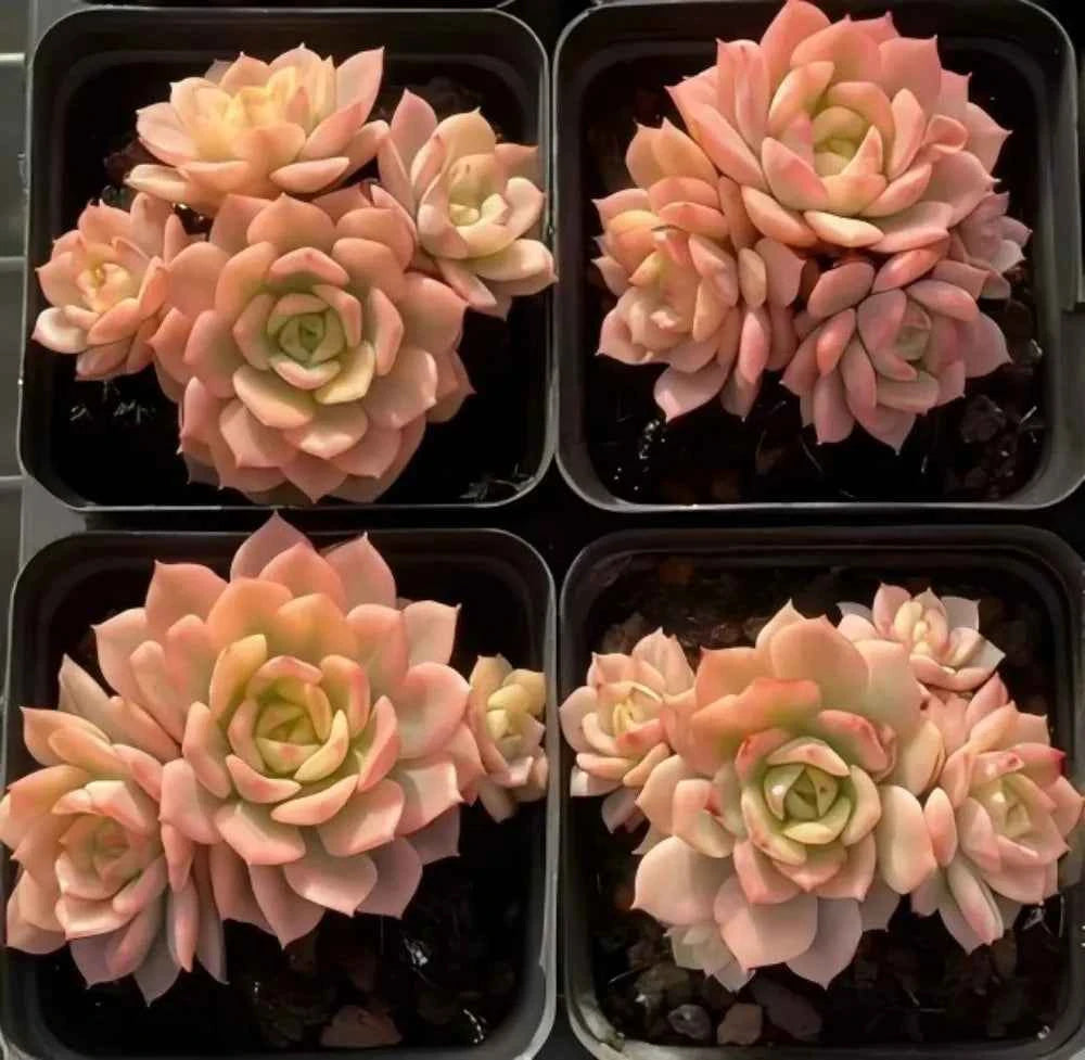 Four-pack echeveria rosettes, pale cream and pink, green centers