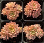Four-pack echeveria rosettes, pale cream and pink, green centers