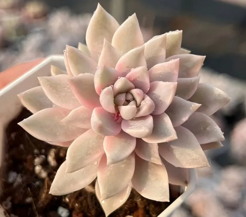 Light pink to cream echeveria succulent rosette in a small pot with soil