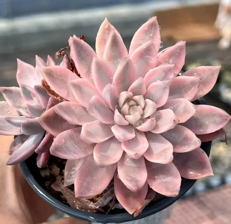 Pink echeveria succulent rosette in a small pot with soil