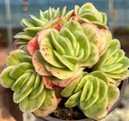 Variegated ice rose succulent in pot, pale green rosette with cream variegation and red flecks
